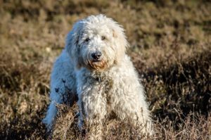 A white dog