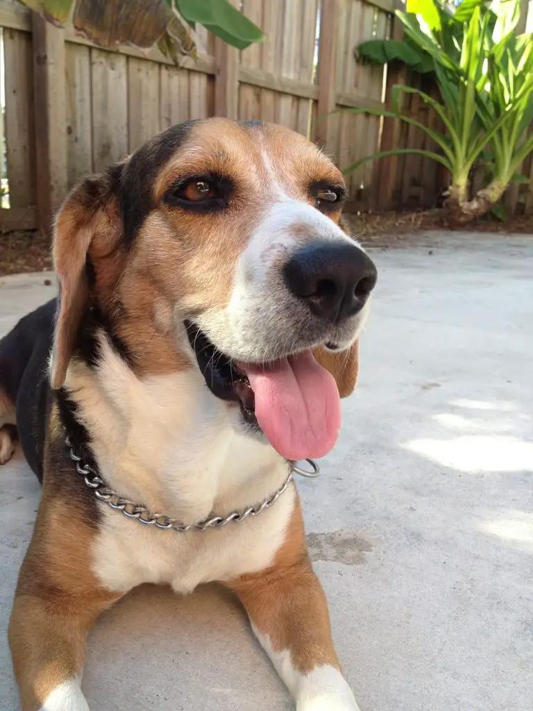 Jack Russell vs Beagle A Detailed Comparison of Both Dog Breeds!