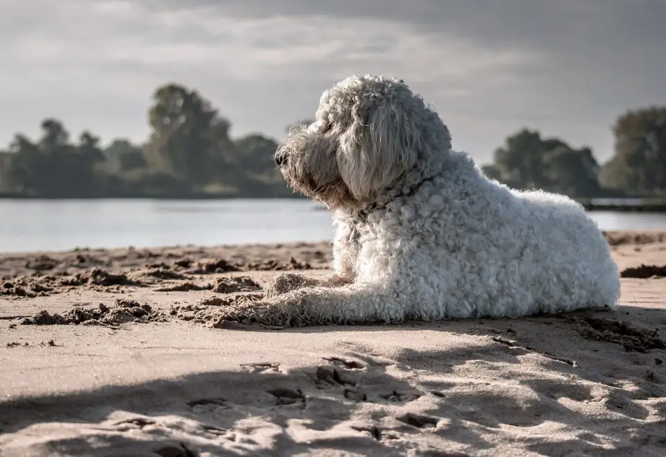 Goldendoodle on a beach staring into the distance