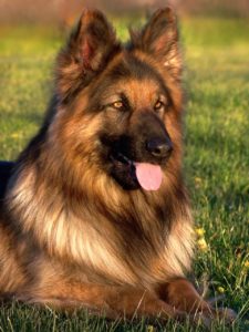 Large brown dog