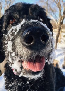 Happy dog 