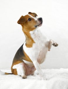 Cute dog waiting for food