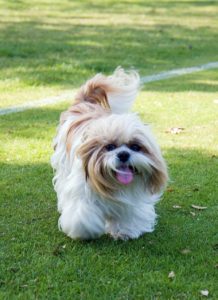 A small white dog