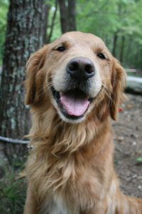 Happy golden retriever 