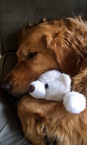 A cute golden retriever with a cuddly toy
