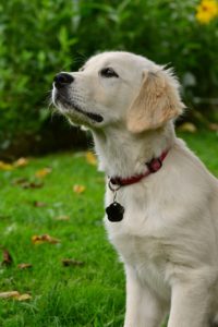 Golden retriever dog