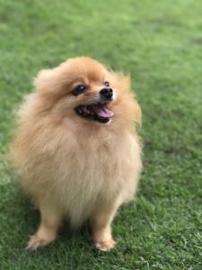 A hairy Pomeranian 