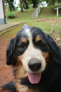 Smiling old dog