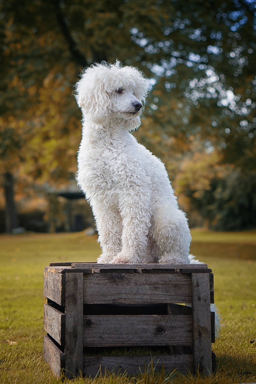 The Best NonShedding Small Dogs! 10 Hypoallergenic Dog Breeds