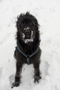 A black labradoodle