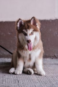 An adorable husky puppy