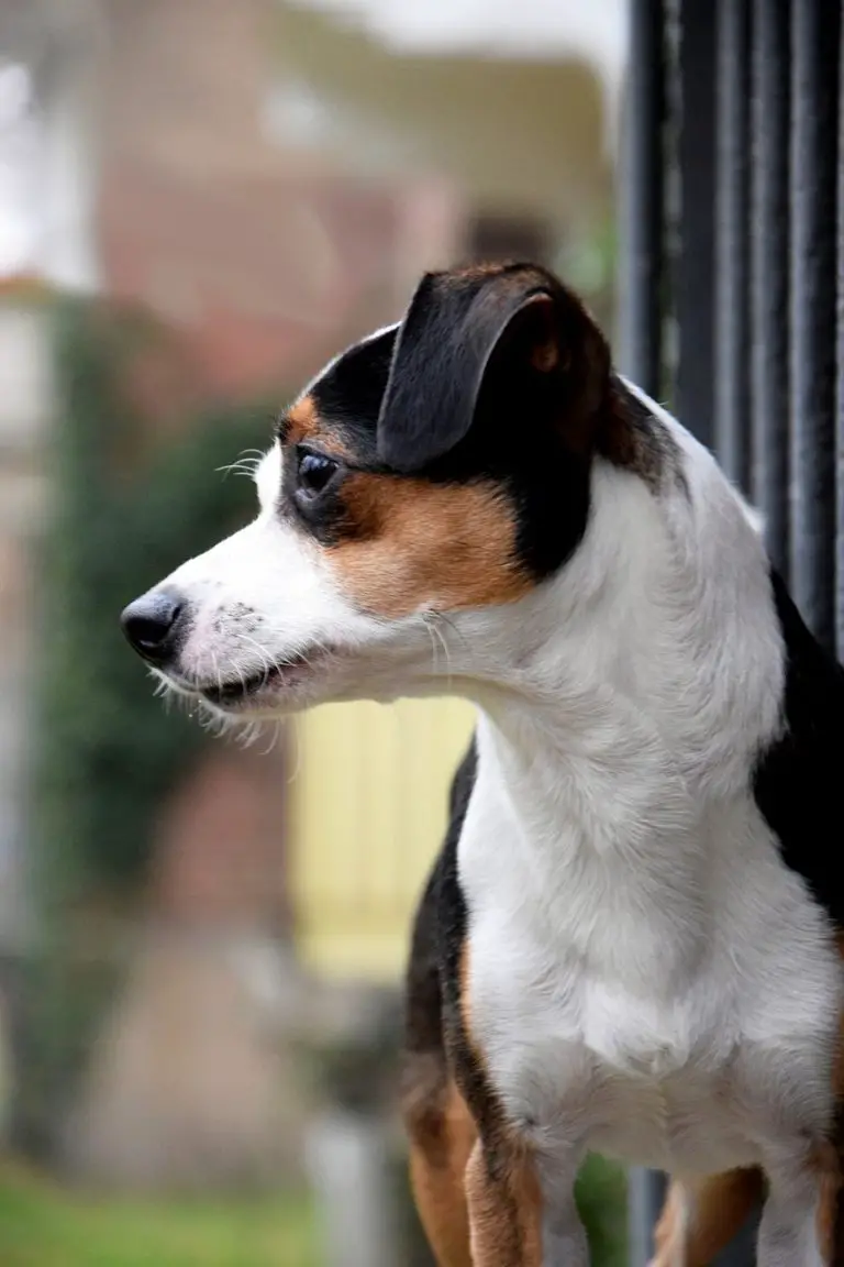 Jack Russell vs Beagle A Detailed Comparison of Both Dog Breeds!