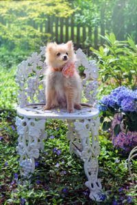 pomeranian