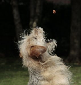 Mid air catching