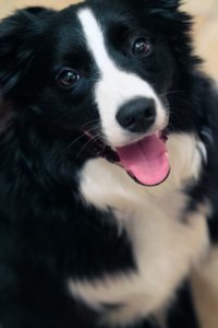 A black and white dog