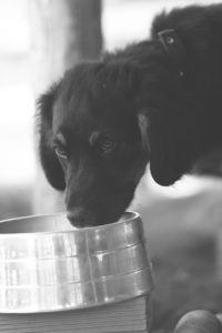 A cute puppy drinking