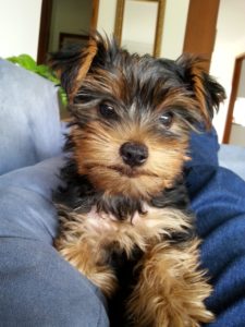 Yorkshire Terrier