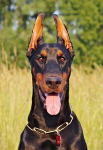 Smiling dobermann