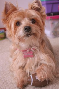 Yorkshire Terrier