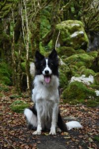 A black and white dog