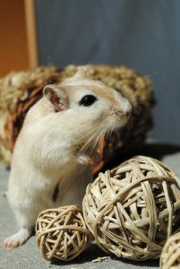 Gerbil with ball