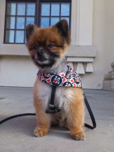 pomeranian