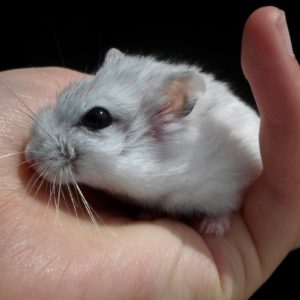 Dwarf hamster and bedding