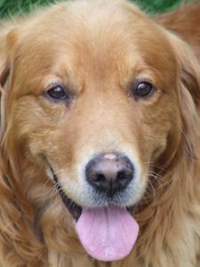 Hairy golden retriever