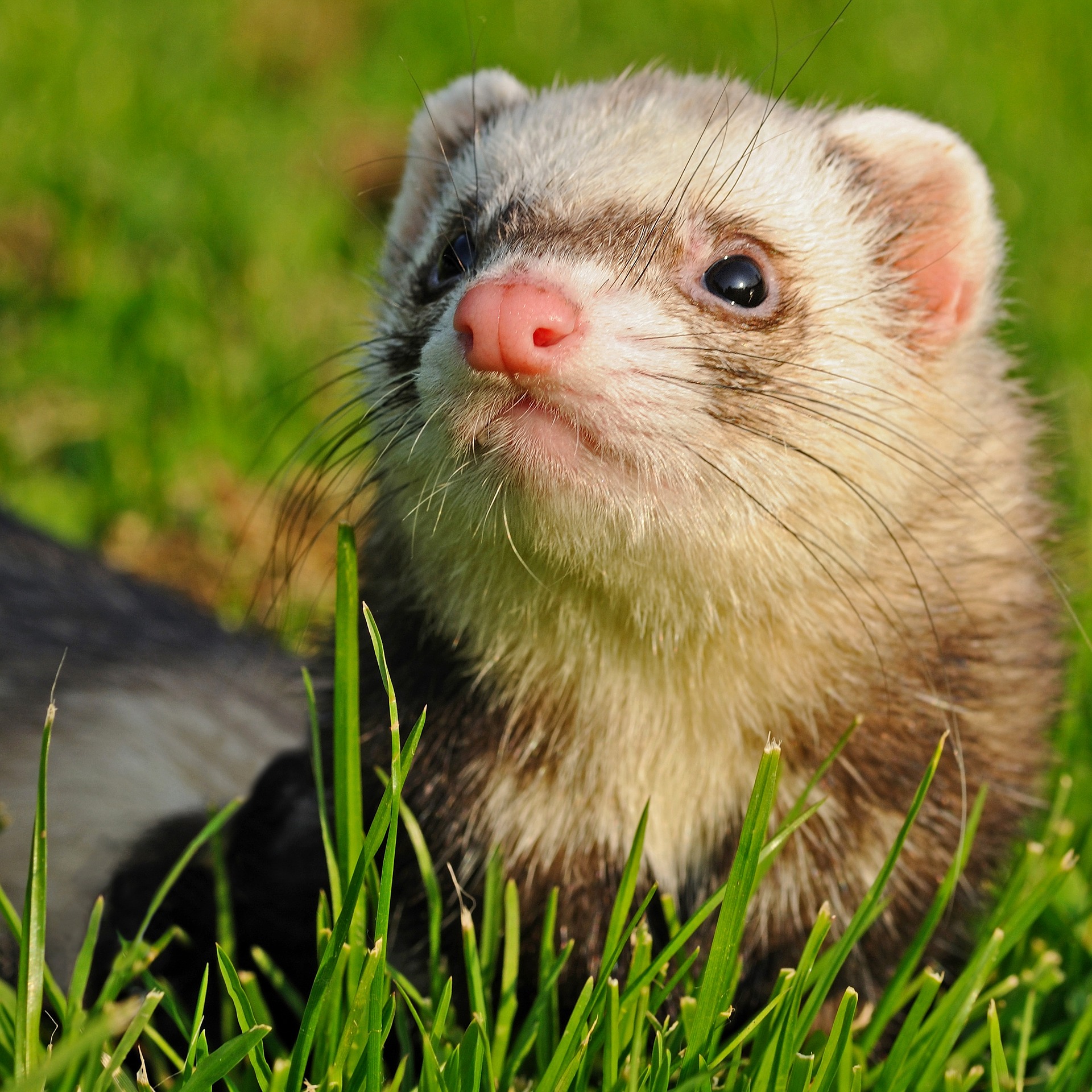Do Ferrets Need Chew Toys? The Best Chew Toys for Ferrets!
