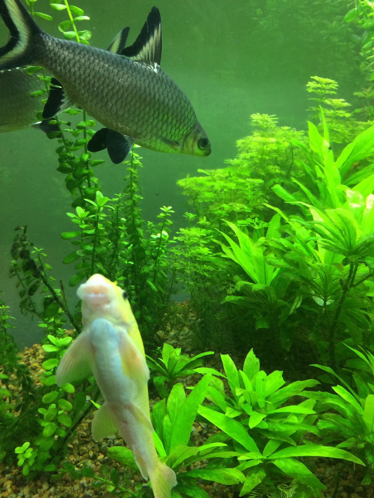 Best Vacation Feeder for Fish Top 5 Automatic Fish Feeders