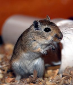 A Gerbil Standing