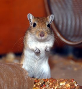 Gerbil in a cage