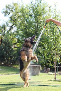 German Shepherd Water