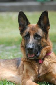 A German Shepherd in a field