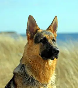 A large brown and black dog