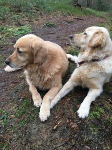 Beautiful Golden retrievers