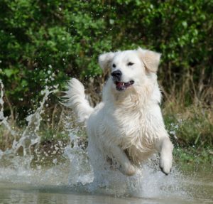 Golden Retriever