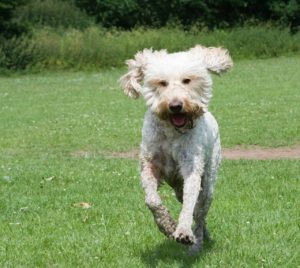 white bouncing dog