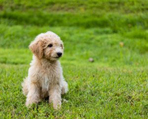 Goldendoodle puppy sitting in a field