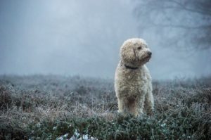 A dog in the woods