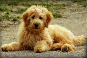 A well groomed goldendoodle