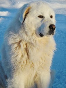Large white dog in the snow