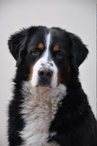 greater swiss mountain large dog