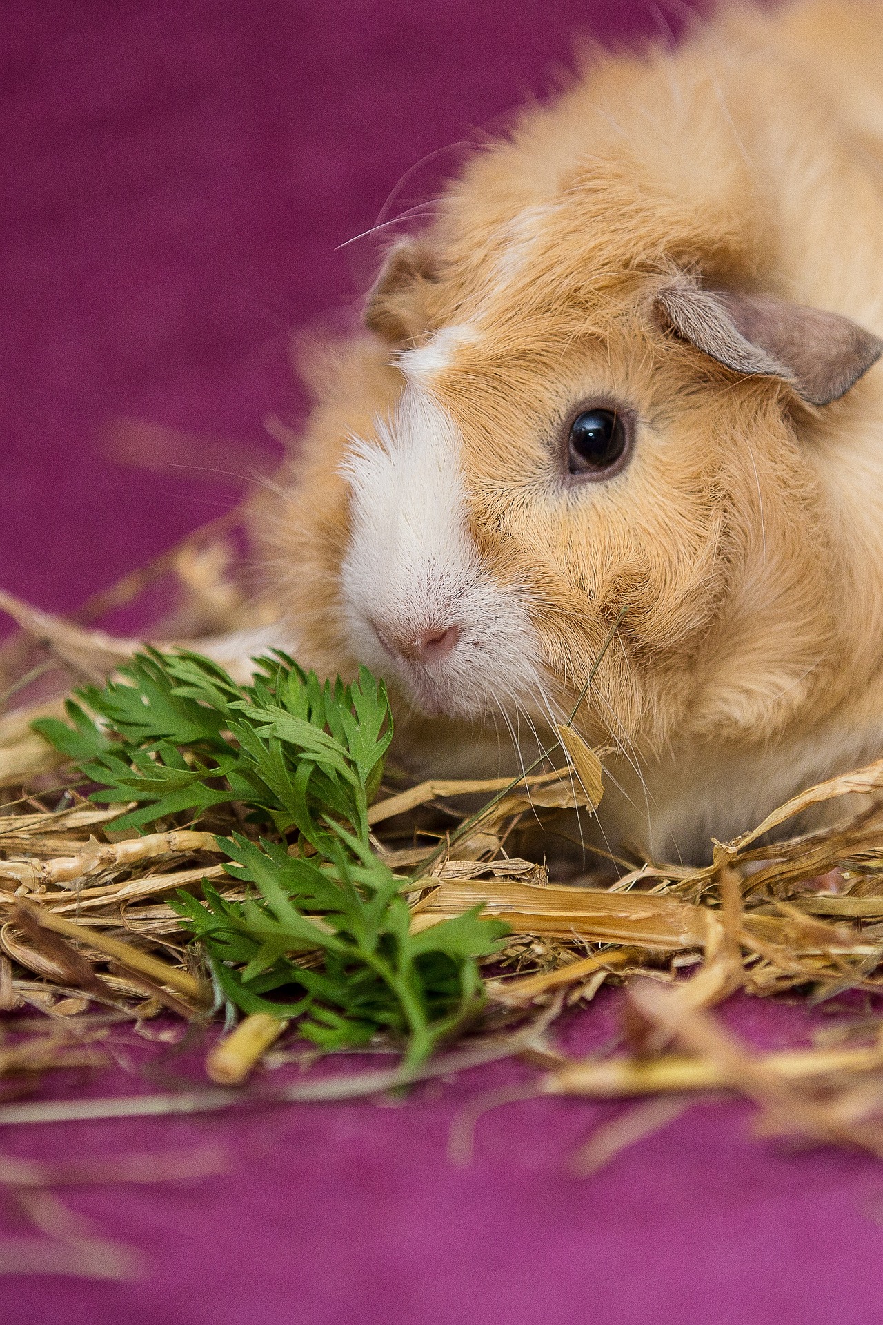 Best Bedding For Guinea Pigs! What to Line a Guinea Pig Cage With?