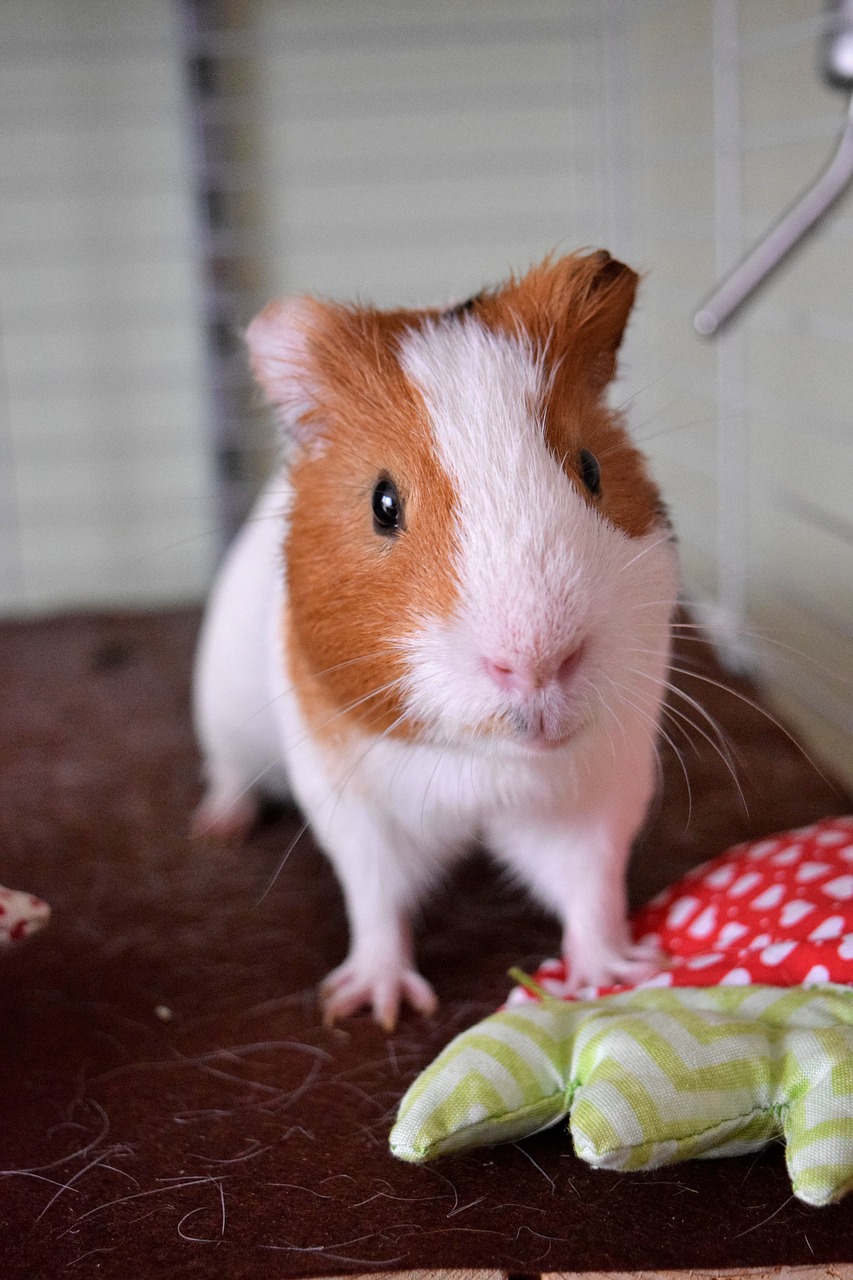 How to Keep a Guinea Pig Cage from Smelling Keeping Away Odors!