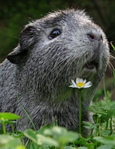 Guinea pig