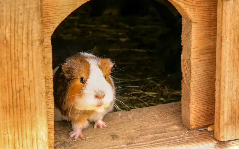what supplies do i need for a guinea pig
