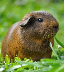 Guinea pig