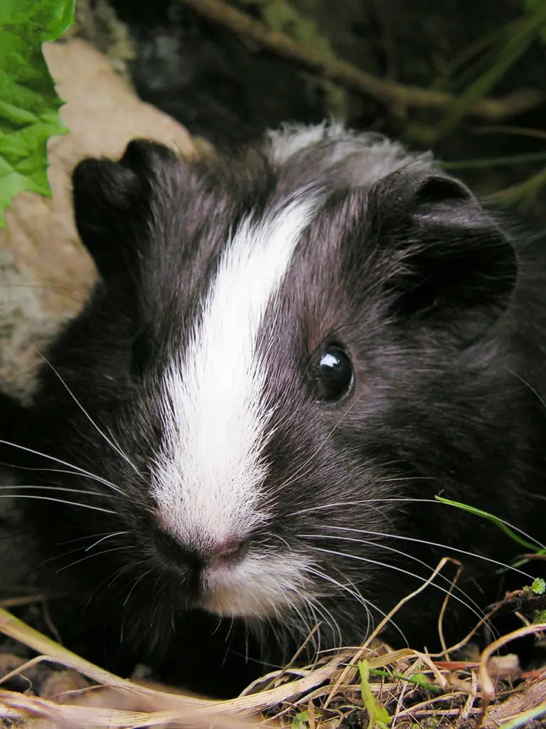 How to Keep a Guinea Pig Cage from Smelling Keeping Away Odors!