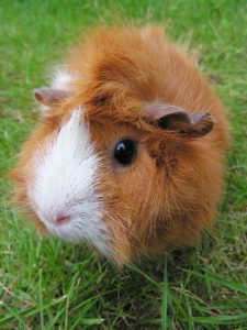 Small brown mammal